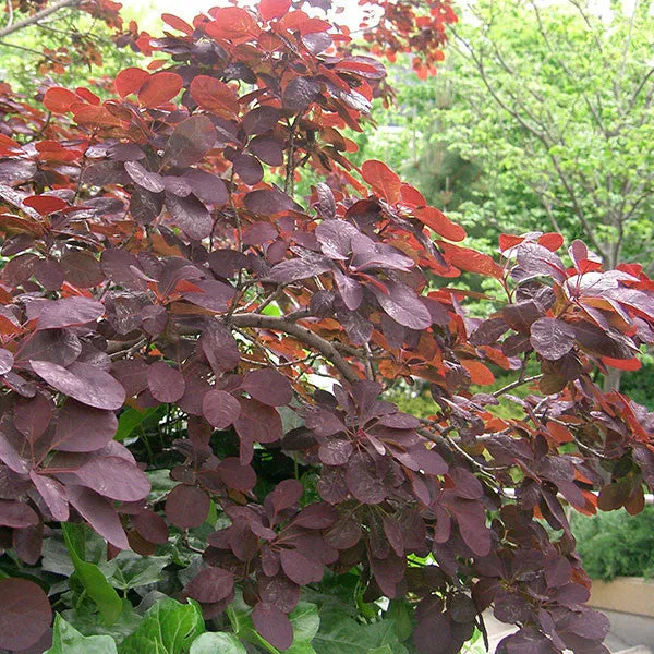 Bare Root Purple Smoketree (Cotinus coggygria ‘Royal Purple’)