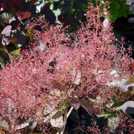 Bare Root Purple Smoketree (Cotinus coggygria ‘Royal Purple’)
