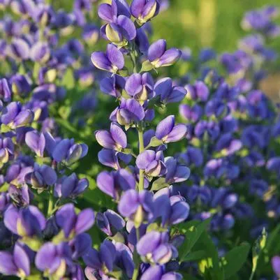 Decadence® 'Blueberry Sundae' False Indigo