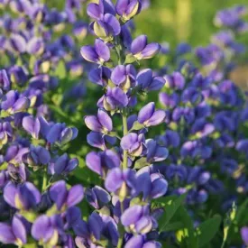Decadence® 'Blueberry Sundae' False Indigo