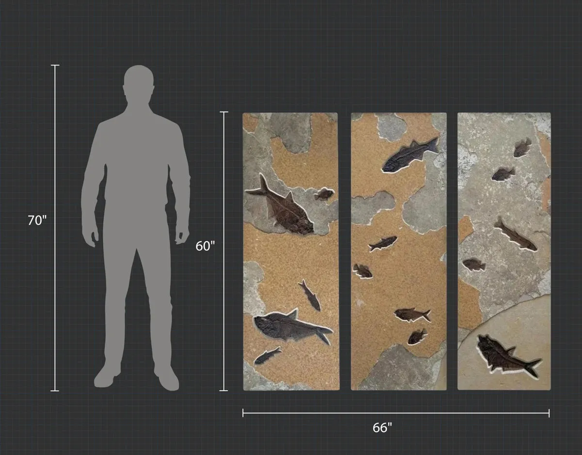 Dramatic Fossil Fish Triptych - 66 x 60 inches