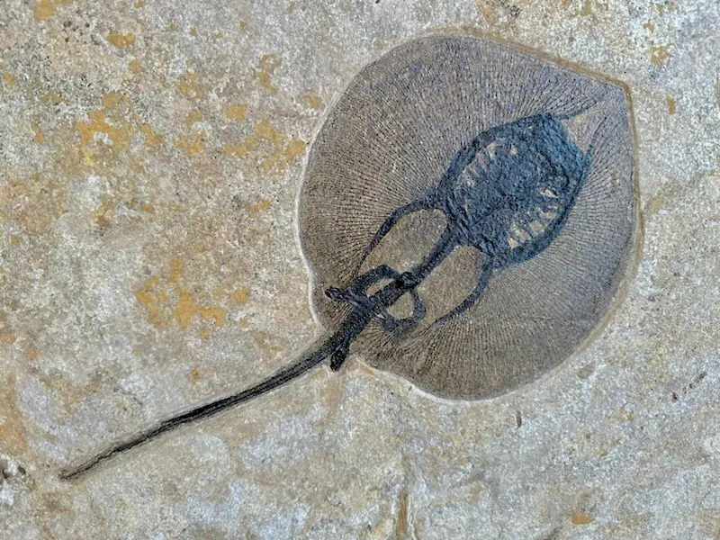 Fossil Fish Triptych with Stingray - 75 x 57 inches