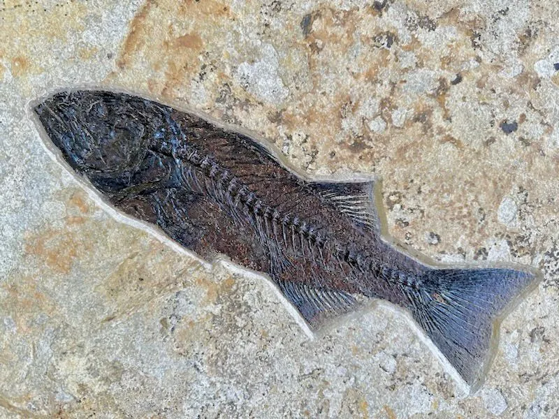 Fossil Fish Triptych with Stingray - 75 x 57 inches