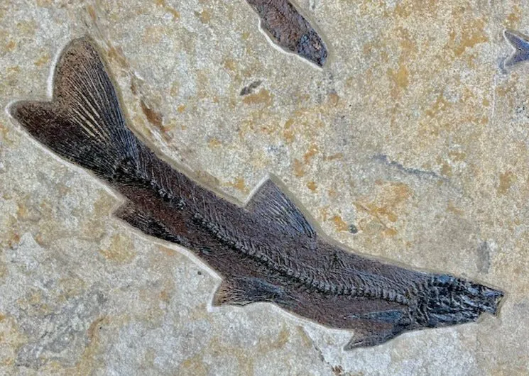 Fossil Fish Triptych with Stingray - 75 x 57 inches