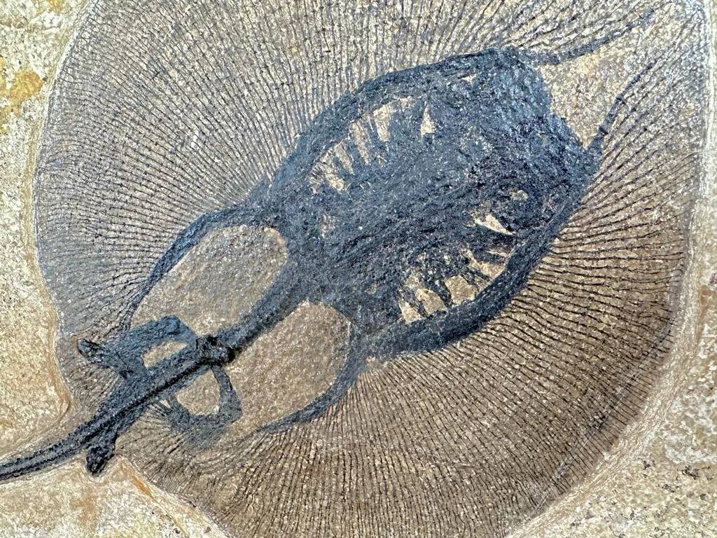 Fossil Fish Triptych with Stingray - 75 x 57 inches