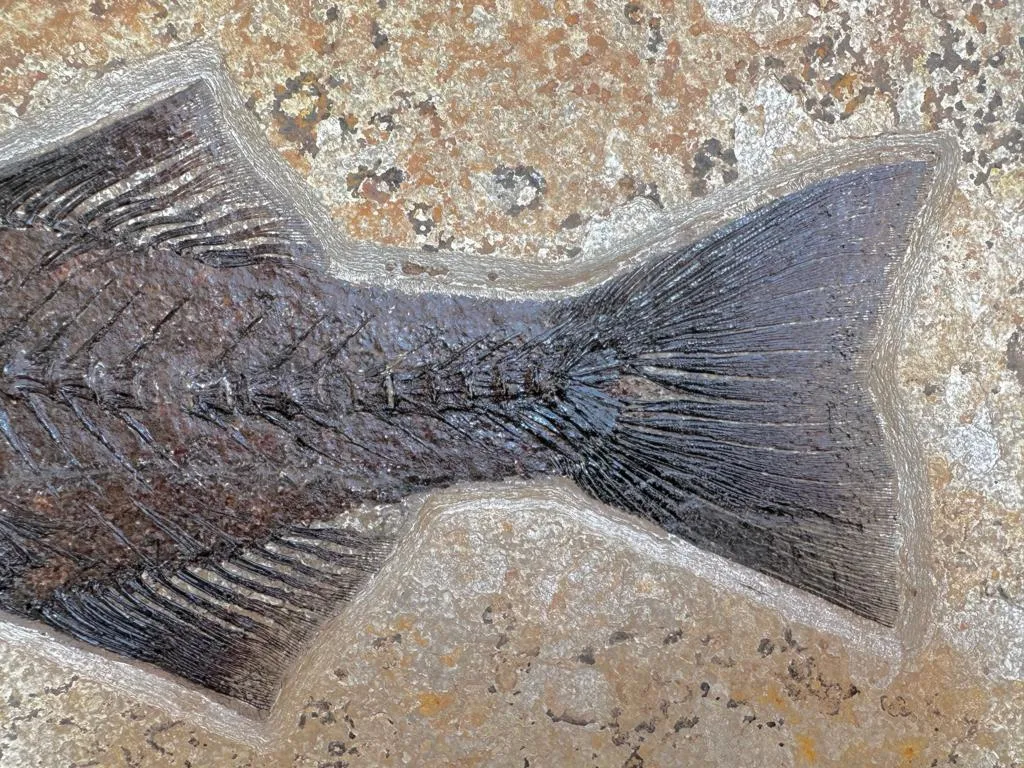 Fossil Fish Triptych with Stingray - 75 x 57 inches