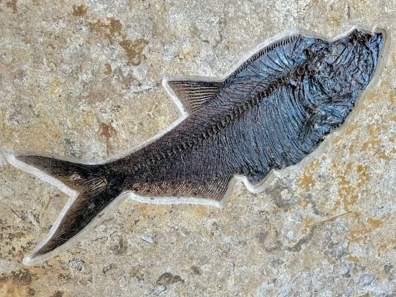 Fossil Fish Triptych with Stingray - 75 x 57 inches