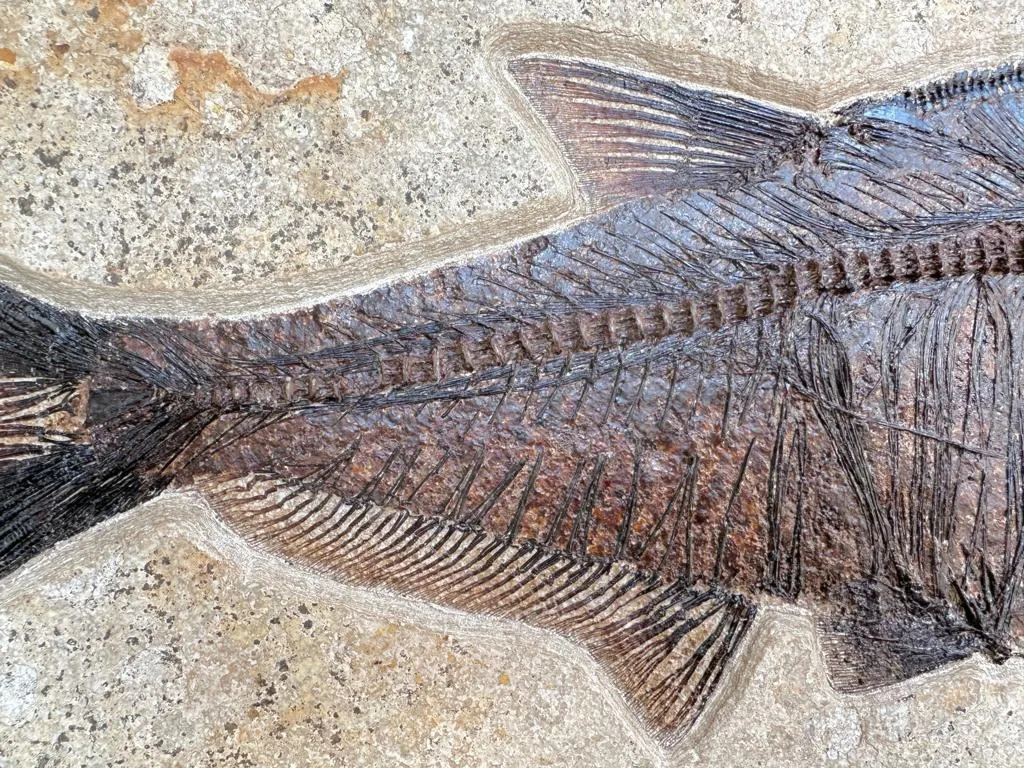 Fossil Fish Triptych with Stingray - 75 x 57 inches
