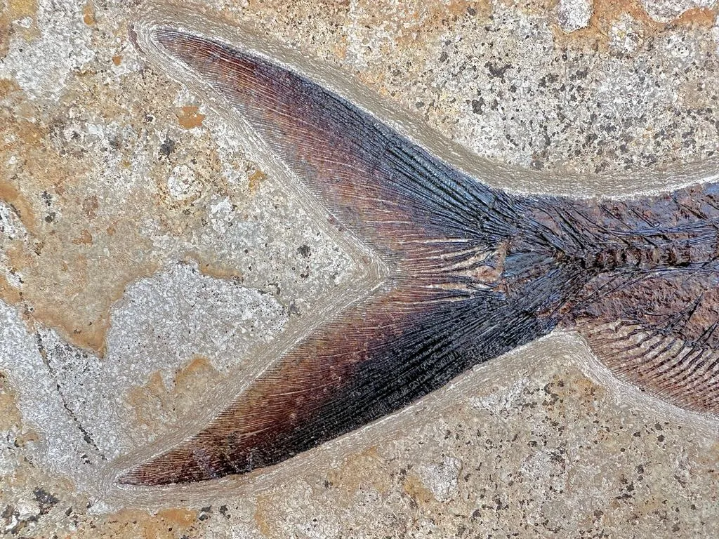 Fossil Fish Triptych with Stingray - 75 x 57 inches