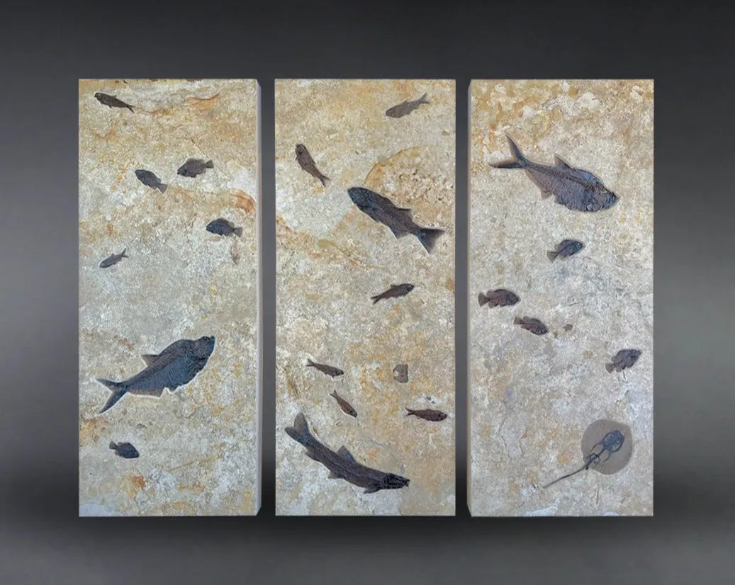 Fossil Fish Triptych with Stingray - 75 x 57 inches